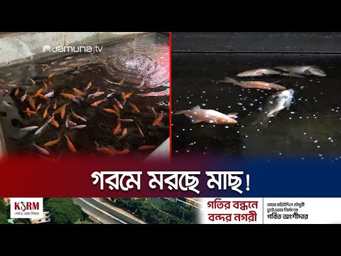 তাপপ্রবাহের কারণে বাঁচানো যাচ্ছে না মা মাছ আর ডিম | Jessore Fish Carp Death | Jamuna TV