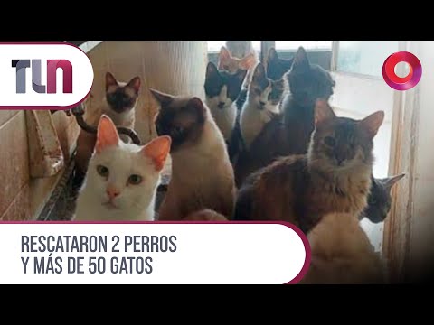 #Telenueve | Rescataron 2 perros y más de 50 gatos