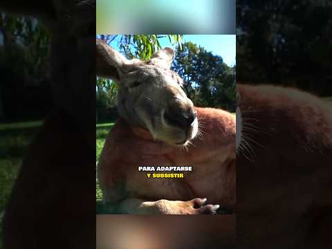 La Robusta Musculatura 💪🏻 de los Canguros 🦘: Adaptación y Supervivencia #shorts