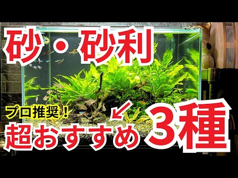 【初心者は必ず見て!!】水槽の砂・砂利が良くないと綺麗な水槽はできませんので教えます