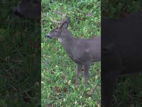 Big buck goes down in sight! #hunting #bowhunter #archery #deerhunting #deerseason #bowhunting