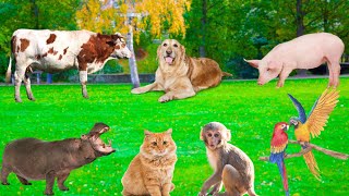 Funny Animal Moments – Hippos, Pigs, Cows, Parrots, Dolphins, Monkeys…