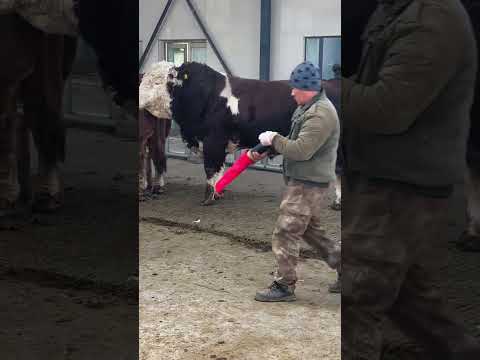 Veterinary staff, improved cows, improved cows 883