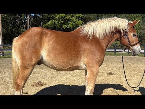 Blonde Belgian driving
