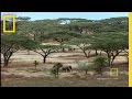 Wildlife Dynamics in Northern Tanzania