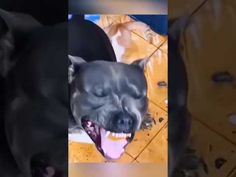 Dog trying lemon 🤣🤣🤣 #dog #funnydogs #lemon