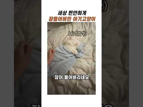 <strong>세상</strong> 편하게 잠든 새끼고양이 #아기고양이 #냥이 #반려묘 #귀여운고양이