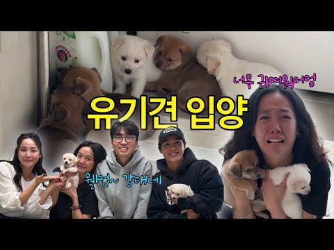 입양 문의 0건인 아이들을 입양 받았습니다!!눈물 파티ㅠㅠㅠfeat.강태네