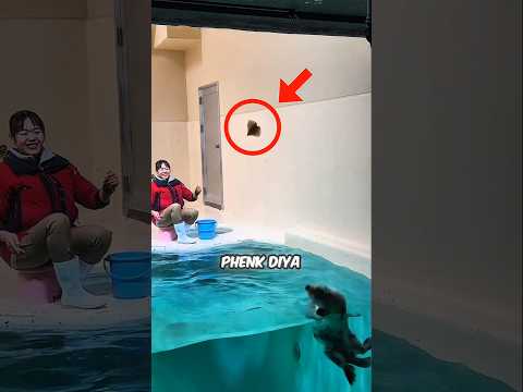 THE DETERMINED OTTER
