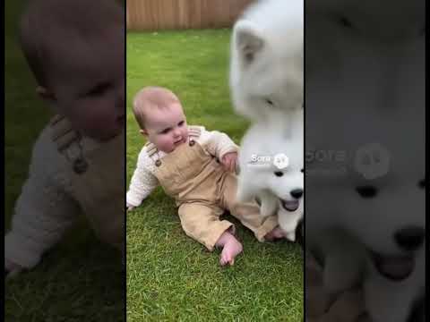 #犬 #赤ちゃん #puppy #cute #funny #baby #shortvideo