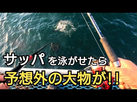 サッパで黒鯛！？泳がせ釣りでまさかなこの魚が釣れるとは!!50cm超えの年無しサイズなるか？