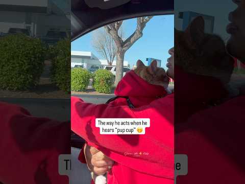 Baby boy was drooling ๐คญ #seventheorangecat #pupcup #catfashion #catlovers #cats