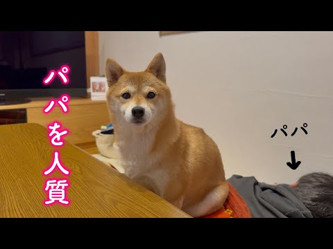 パパを人質にとってご飯と引き換えに要求してくる柴犬が可愛い