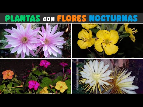 10 PLANTAS con FLORES que se ABREN por la NOCHE