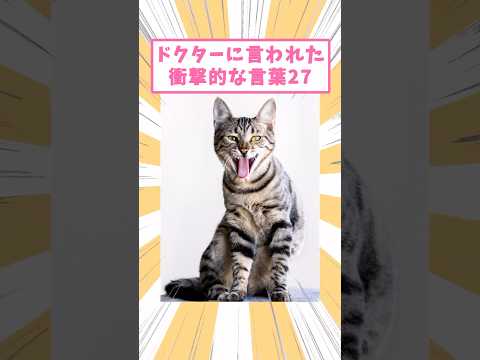 ドクターに言われた衝撃的言葉27 #猫 #猫のいる暮らし #猫動画 #ねこ #可愛い #ペット #かわいい #2ch