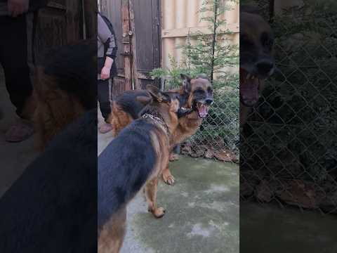 Альф укусил Райда. Немецкие овчарки. Одесса. #germanshepherd #немецкаяовчарка