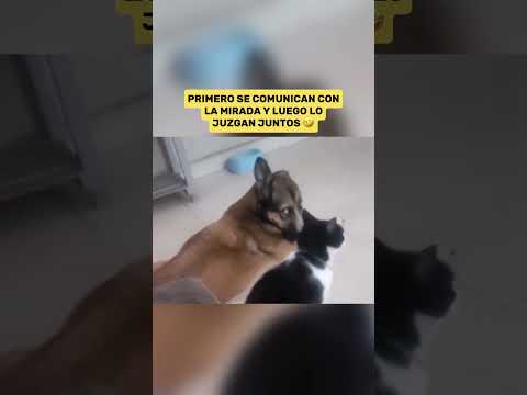 Mascotas Juzgando El inglés de Su Dueño 😂