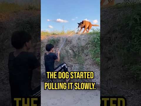 How a dog saved its owner's life 😌 #shorts #dog #helping #kindness