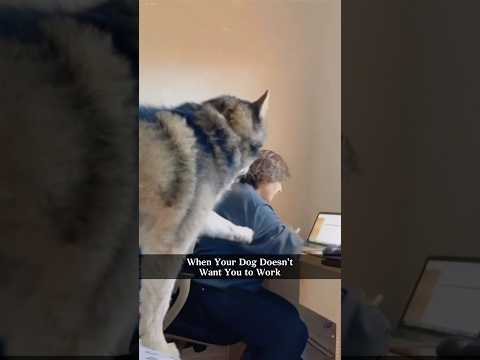 When you dog doesn’t want you to work 🤦‍♀️🤣 #funny #funnyanimal #funnydogs