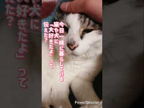 今日一緒に暮らしている猫や犬に「大好きだよ」って伝えた？