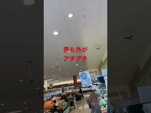 燕も猛暑対策、スーパーへ避難#夏 #暑い #燕#スワロー#迷い鳥