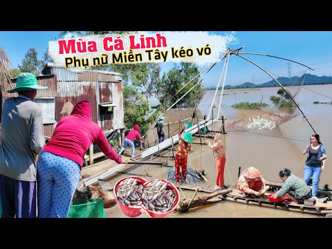 Mùa cá linh ra sông xem phụ nữ Miền Tây kéo vó cá linh đầy thau thau