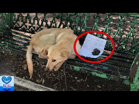 ベンチにつながれ置き去りにされていた子犬。そばに置かれた手紙に涙溢れる【感動】
