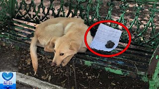 ベンチにつながれ置き去りにされていた子犬。そばに置かれた手紙に涙溢れる【感動】