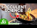 Food Science and Cooking Techniques