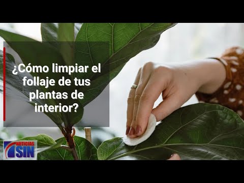 Consejos para limpiar el follaje de tus plantas