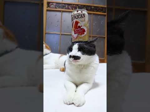 猫の動画サムネイル - ダイドーブレンド アメリカンカフェオレ　250516　#のせ猫　#缶コーヒー #ダイドー　#ねこ #cat #cute #ネコ #cutecat #猫のいる暮らし #animals #kitten