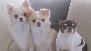 Basil's Doggo Bath Day! 🛁🐾🫧 FULL VIDEO