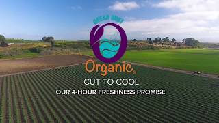 4-Hour Freshness Guarantee thumbnail