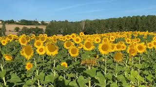 Sunflower walk July 2023   SD 480p