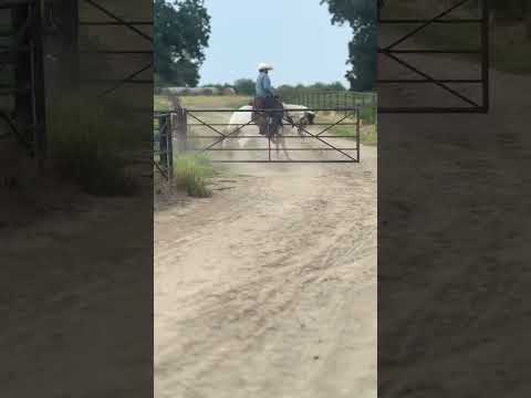 #cavalo vaquejada#mangalarga machador