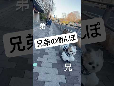 【シーズー】朝活する兄弟 #シーズー #shihtzu #shihtzu