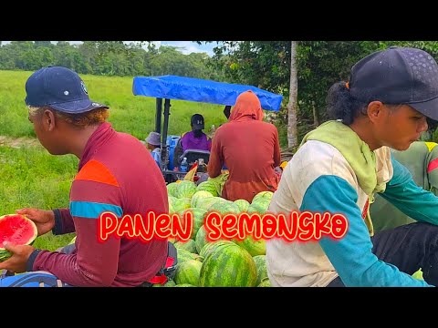 panen semongko kawan.....!!   maklum anak orang desa