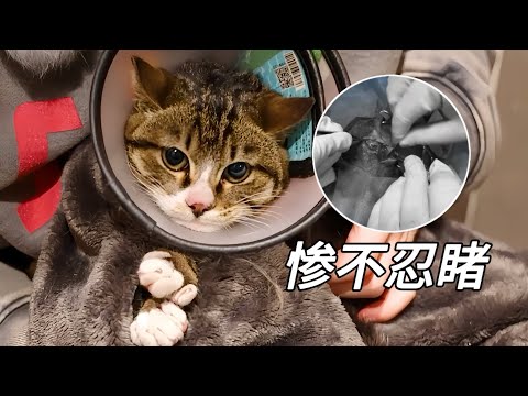 漫畫眼小浪貓傷口嚴重腐爛，醫生說晚來兩天就沒命了｜李喜猫