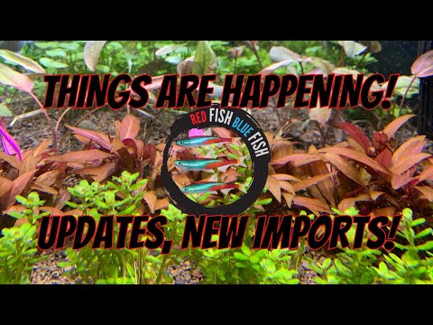 Live Q&A + Shop Updates, New Imports! Hello world, it is good to be back! We are live today with some shop updates, planted tank updates, 