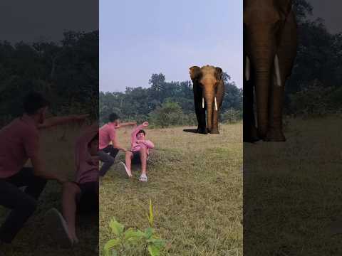 elephant attack 🐘 #shorts #viral #trending #whatsappstatus #elephant #shortvideo