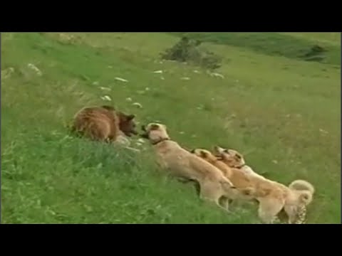 Epic Showdown: Bear Vs Pack Of Dogs!