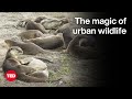 Exploring Singapore's Wildlife and Urban Nature