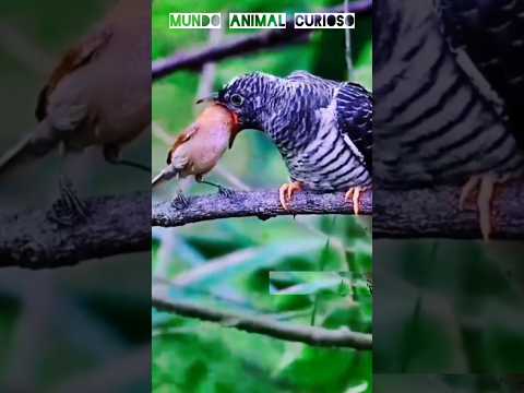O PASSARO MAIS CRUEL DA NATUREZA                         #curiosidades #animal #mundoanimal