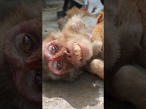 Animal_Care_Society_Meerut01   #foryou #monkeyvideo #foryoupage #shortsfeed #viralvideo #1millone