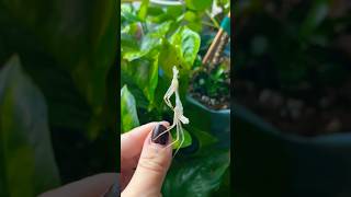 Hierodula membranacea Häutung💚 #terrarium #mantis