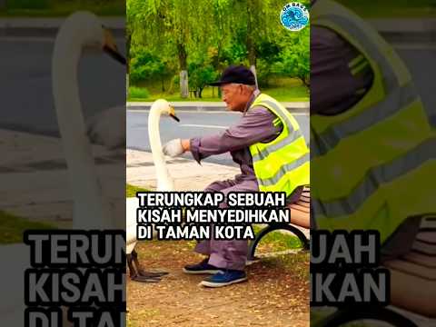 Obrolan Pria Tua Dengan Seekor Angsa Putih 🤔#shorts