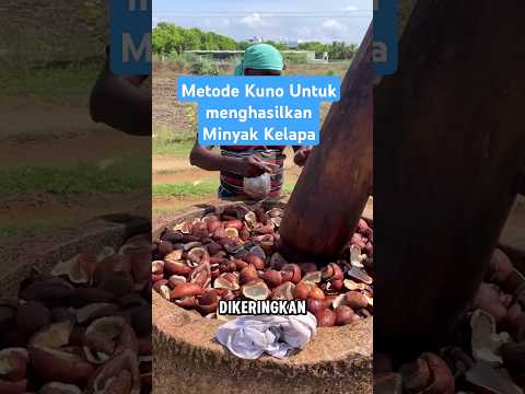 Masih Menggunakan Tenaga Hewan #shorts #coconutoil #ancient #old #minyakkelapa #proses #traditional