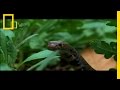 Puff Adders and Their Characteristics