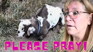Our LITTLE Buckling Is SICK Again   Had To Call The VET Again!