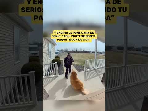 No defiende la Casa, pero Conquista Corazones: Golden Retriever